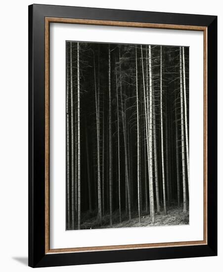 Trees, Germany, 1971-Brett Weston-Framed Photographic Print