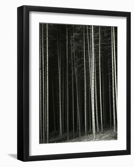 Trees, Germany, 1971-Brett Weston-Framed Photographic Print