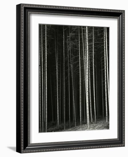 Trees, Germany, 1971-Brett Weston-Framed Photographic Print