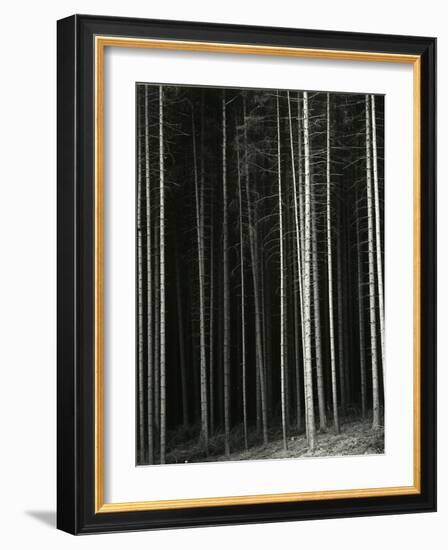 Trees, Germany, 1971-Brett Weston-Framed Photographic Print