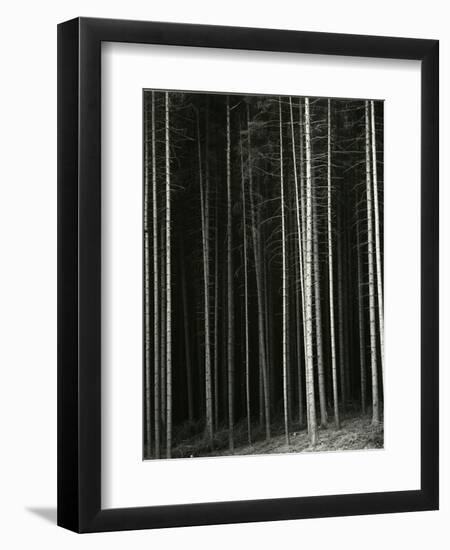 Trees, Germany, 1971-Brett Weston-Framed Photographic Print