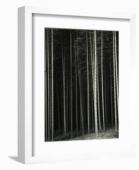 Trees, Germany, 1971-Brett Weston-Framed Photographic Print
