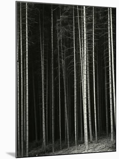 Trees, Germany, 1971-Brett Weston-Mounted Premium Photographic Print