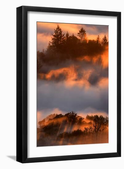 Trees Golden Light & Heavenly Fog Abstract Russian Ridge Silicon Valley California-Vincent James-Framed Photographic Print