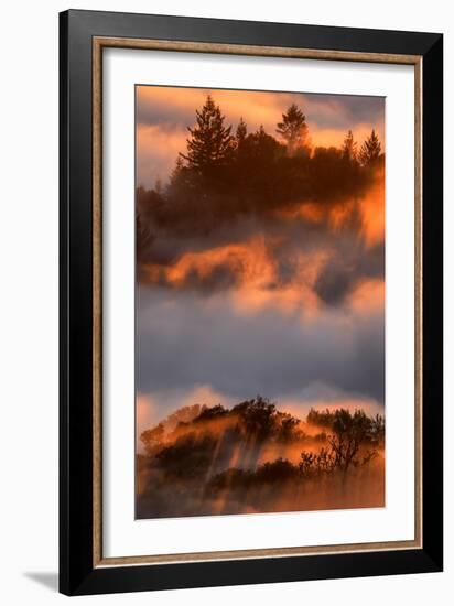 Trees Golden Light & Heavenly Fog Abstract Russian Ridge Silicon Valley California-Vincent James-Framed Photographic Print