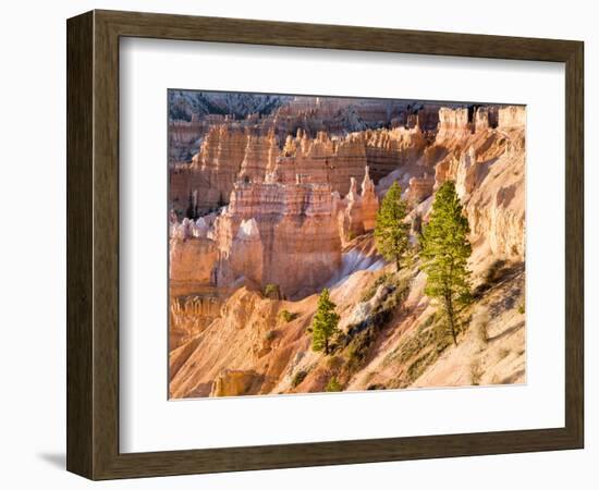 Trees Grow in Limestone at Bryce Canyon National Park, Utah, USA-Tom Norring-Framed Photographic Print