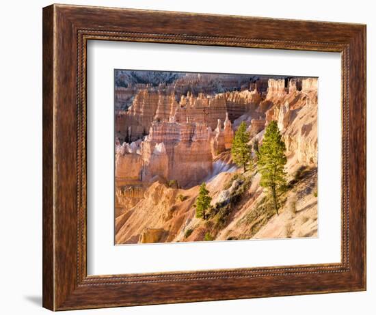 Trees Grow in Limestone at Bryce Canyon National Park, Utah, USA-Tom Norring-Framed Photographic Print