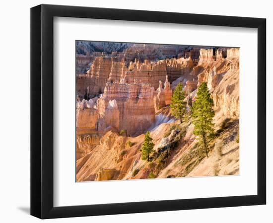 Trees Grow in Limestone at Bryce Canyon National Park, Utah, USA-Tom Norring-Framed Photographic Print