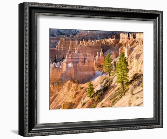 Trees Grow in Limestone at Bryce Canyon National Park, Utah, USA-Tom Norring-Framed Photographic Print