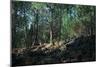 Trees Growing on a Lava Flow on the Slope of Vesuvius-CM Dixon-Mounted Photographic Print