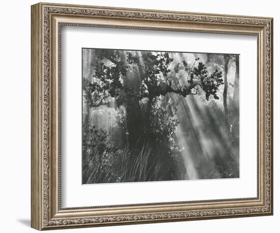 Trees, Hawaii, 1978-Brett Weston-Framed Photographic Print