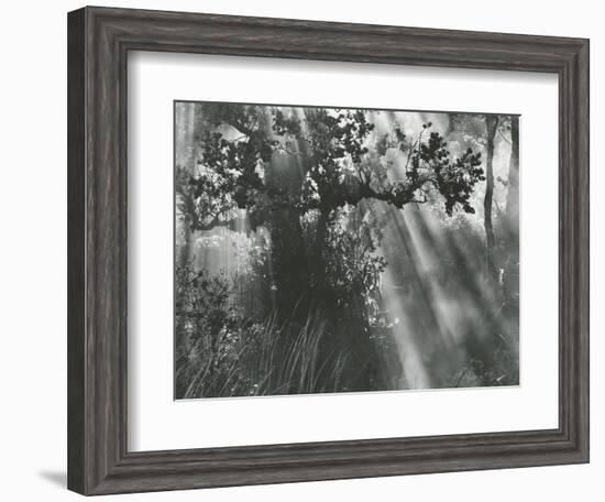 Trees, Hawaii, 1978-Brett Weston-Framed Photographic Print