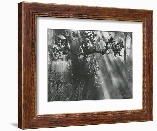 Trees, Hawaii, 1978-Brett Weston-Framed Photographic Print