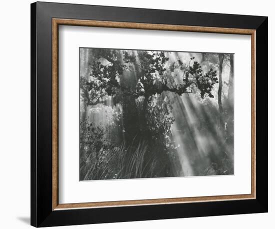 Trees, Hawaii, 1978-Brett Weston-Framed Photographic Print