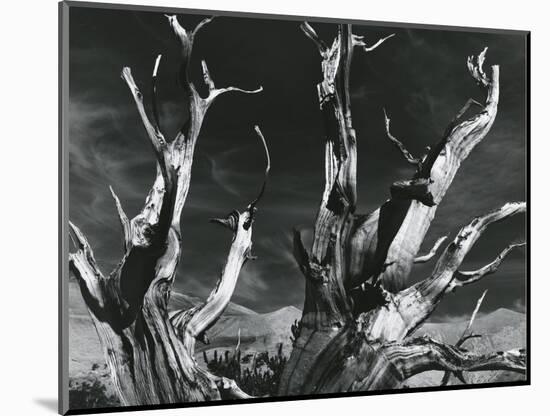 Trees, High Serra, California, 1978-Brett Weston-Mounted Photographic Print