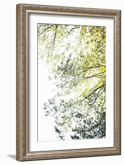 Trees II-Karyn Millet-Framed Photographic Print