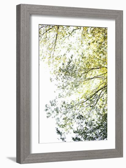 Trees II-Karyn Millet-Framed Photographic Print