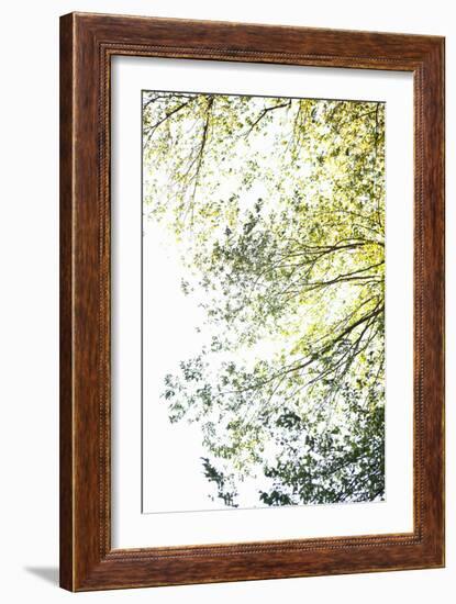 Trees II-Karyn Millet-Framed Photographic Print