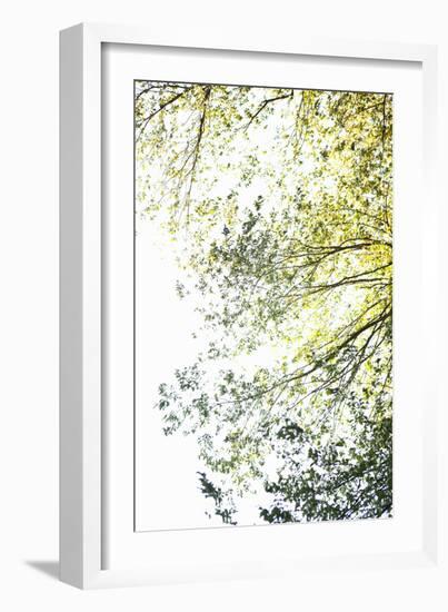 Trees II-Karyn Millet-Framed Photographic Print