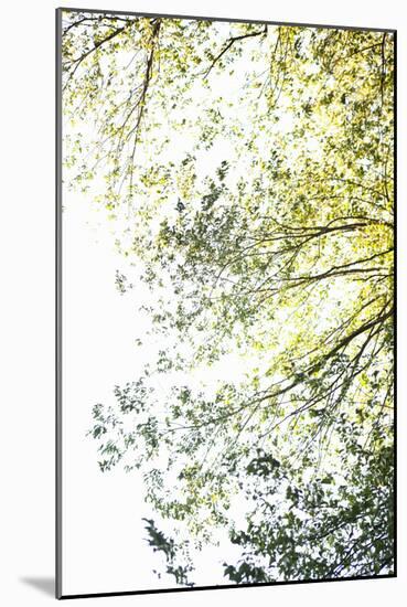 Trees II-Karyn Millet-Mounted Photographic Print