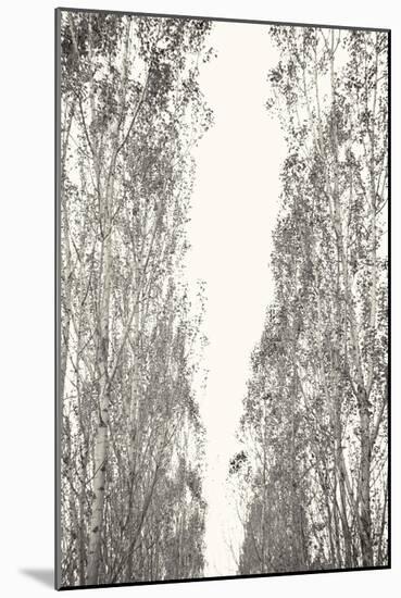 Trees III-Karyn Millet-Mounted Photographic Print