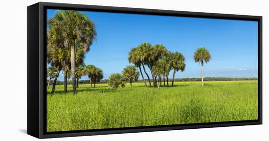 Trees in a Field, Myakka River State Park, Sarasota, Sarasota County, Florida, Usa-null-Framed Premier Image Canvas