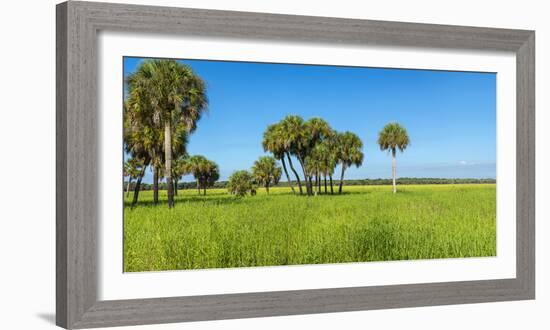 Trees in a Field, Myakka River State Park, Sarasota, Sarasota County, Florida, Usa-null-Framed Photographic Print