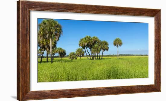 Trees in a Field, Myakka River State Park, Sarasota, Sarasota County, Florida, Usa-null-Framed Photographic Print