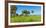 Trees in a Field, Myakka River State Park, Sarasota, Sarasota County, Florida, Usa-null-Framed Photographic Print