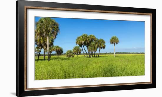 Trees in a Field, Myakka River State Park, Sarasota, Sarasota County, Florida, Usa-null-Framed Photographic Print