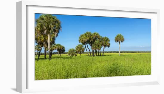 Trees in a Field, Myakka River State Park, Sarasota, Sarasota County, Florida, Usa-null-Framed Photographic Print