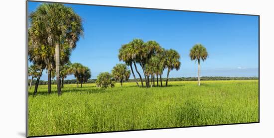 Trees in a Field, Myakka River State Park, Sarasota, Sarasota County, Florida, Usa-null-Mounted Photographic Print