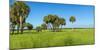 Trees in a Field, Myakka River State Park, Sarasota, Sarasota County, Florida, Usa-null-Mounted Photographic Print