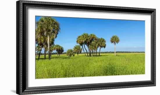 Trees in a Field, Myakka River State Park, Sarasota, Sarasota County, Florida, Usa-null-Framed Photographic Print