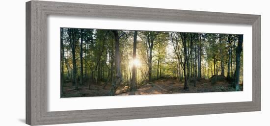 Trees in a Forest, Black Forest, Freiburg Im Breisgau, Baden-Wurttemberg, Germany-null-Framed Photographic Print