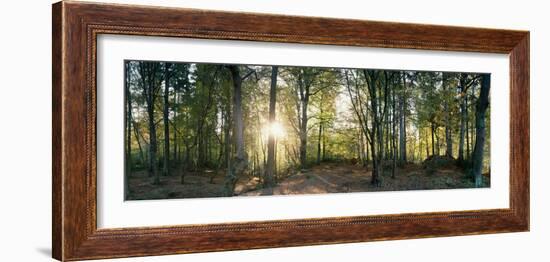 Trees in a Forest, Black Forest, Freiburg Im Breisgau, Baden-Wurttemberg, Germany-null-Framed Photographic Print