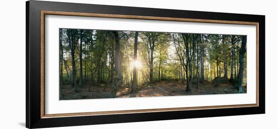 Trees in a Forest, Black Forest, Freiburg Im Breisgau, Baden-Wurttemberg, Germany-null-Framed Photographic Print