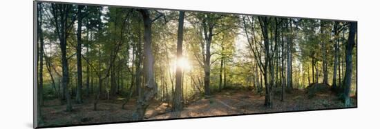 Trees in a Forest, Black Forest, Freiburg Im Breisgau, Baden-Wurttemberg, Germany-null-Mounted Photographic Print