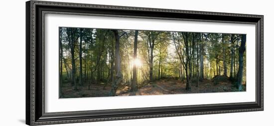 Trees in a Forest, Black Forest, Freiburg Im Breisgau, Baden-Wurttemberg, Germany-null-Framed Photographic Print