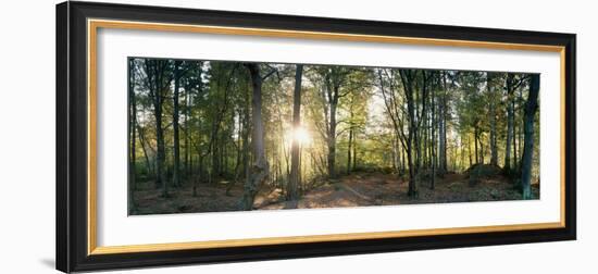 Trees in a Forest, Black Forest, Freiburg Im Breisgau, Baden-Wurttemberg, Germany-null-Framed Photographic Print