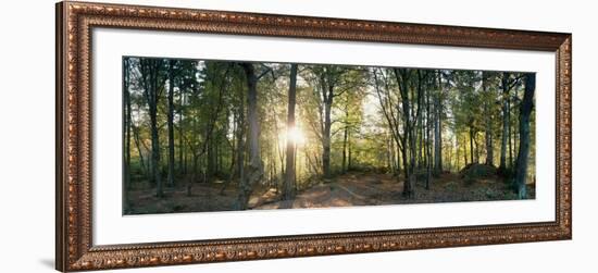 Trees in a Forest, Black Forest, Freiburg Im Breisgau, Baden-Wurttemberg, Germany-null-Framed Photographic Print