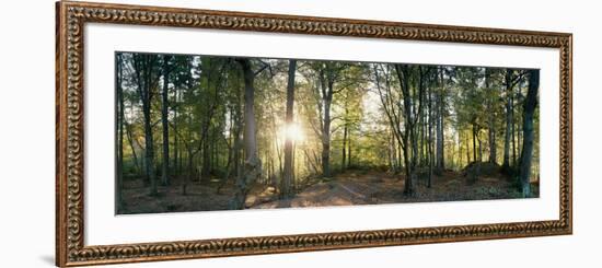 Trees in a Forest, Black Forest, Freiburg Im Breisgau, Baden-Wurttemberg, Germany-null-Framed Photographic Print