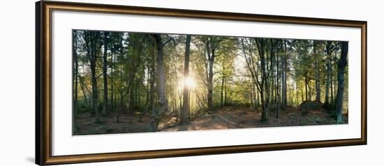 Trees in a Forest, Black Forest, Freiburg Im Breisgau, Baden-Wurttemberg, Germany-null-Framed Photographic Print