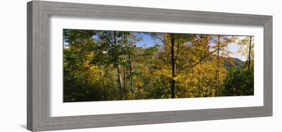 Trees in a Forest, Blue Ridge Mountains, Outside of Spruce Pine, North Carolina, USA-null-Framed Photographic Print