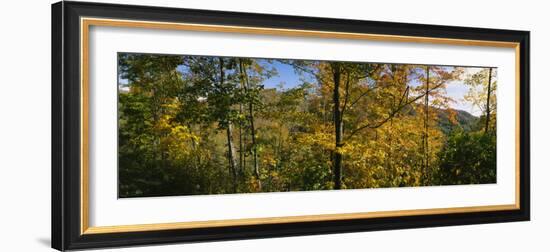 Trees in a Forest, Blue Ridge Mountains, Outside of Spruce Pine, North Carolina, USA-null-Framed Photographic Print