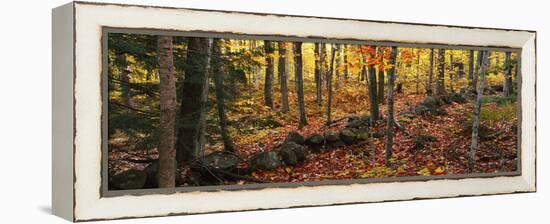 Trees in a forest during autumn, Hope, Knox County, Maine, USA-Panoramic Images-Framed Premier Image Canvas