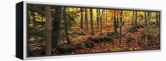 Trees in a forest during autumn, Hope, Knox County, Maine, USA-Panoramic Images-Framed Premier Image Canvas