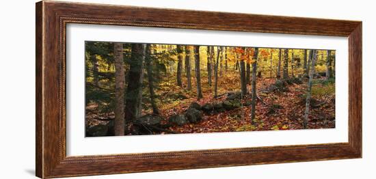 Trees in a forest during autumn, Hope, Knox County, Maine, USA-Panoramic Images-Framed Photographic Print