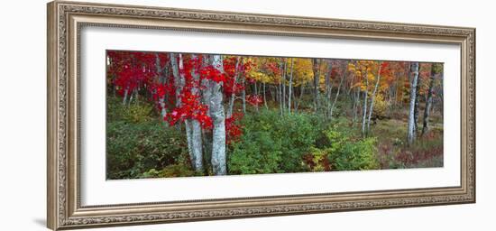 Trees in a forest during autumn, Hope, Knox County, Maine, USA-Panoramic Images-Framed Photographic Print