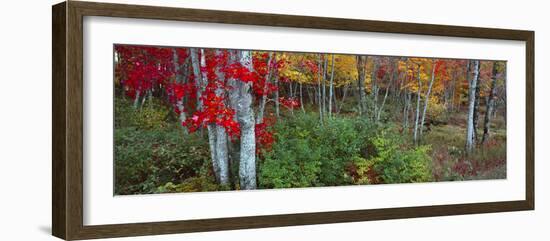 Trees in a forest during autumn, Hope, Knox County, Maine, USA-Panoramic Images-Framed Photographic Print